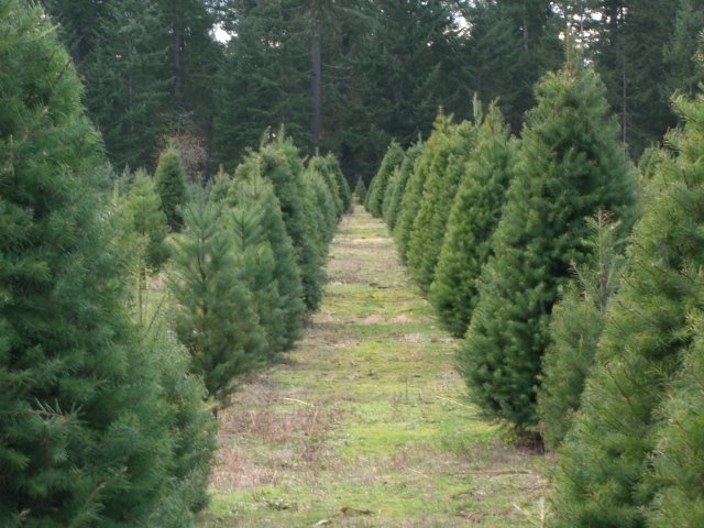 The Wreath Works: farm photo