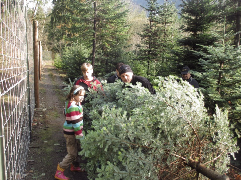 Mountain Creek Christmas Tree Farm: farm photo
