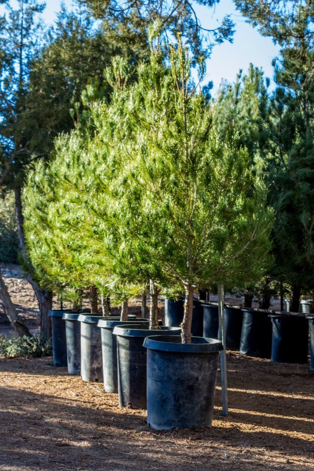 Mondell Pine Farm: farm photo