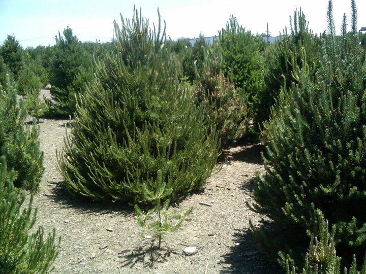Silveyville Christmas Tree Farm: farm photo
