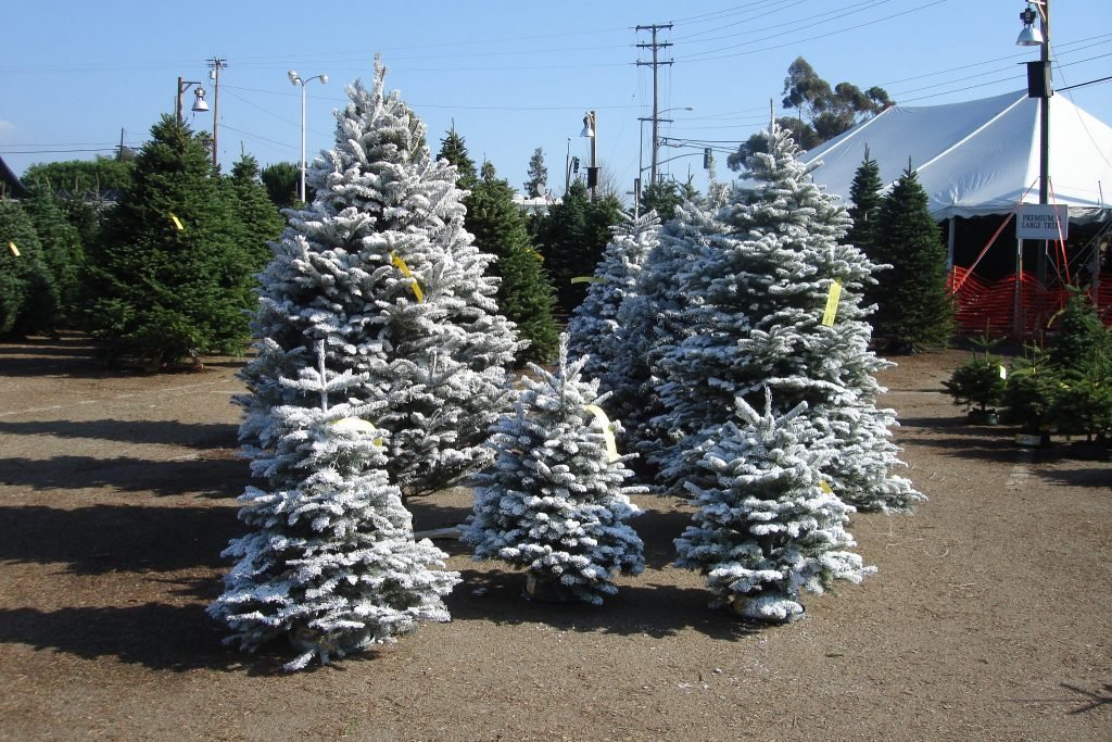Anthony's Christmas Trees and Wreaths, Inc.: farm photo