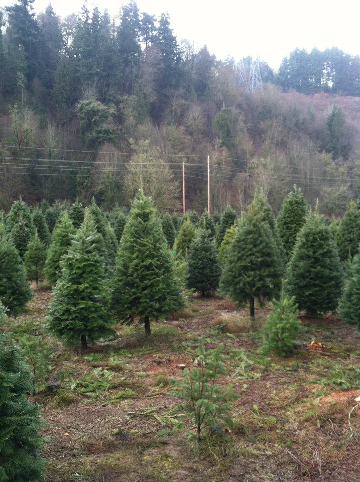 Snowshow Evergreen U-Cut Christmas Trees Farm: farm photo