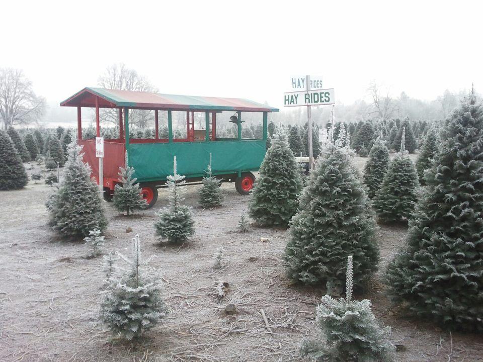 Thorntons' Treeland: farm photo