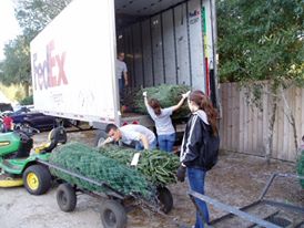Santa’s Christmas Tree Forest: farm photo