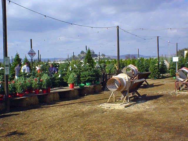 Family Christmas Tree Farm: farm photo