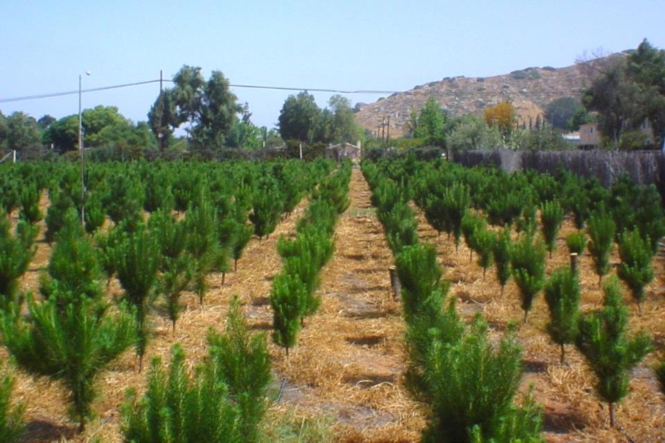 Family Christmas Tree Farm: farm photo
