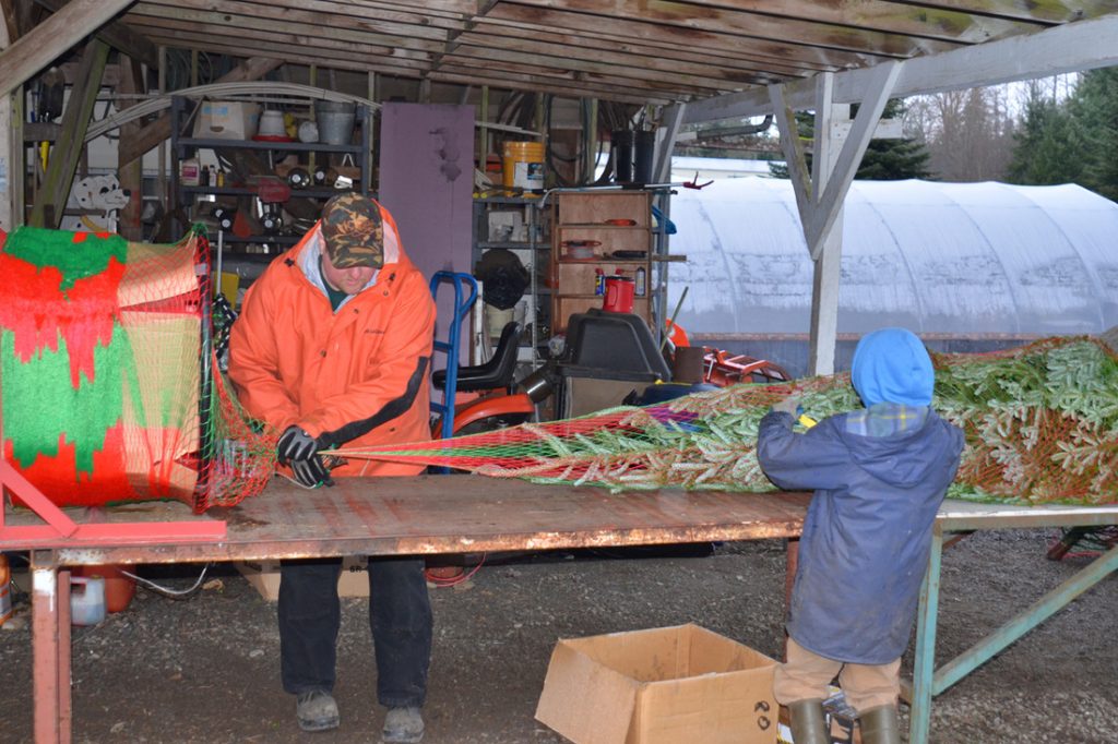 Wilson Hill Tree Farm & Nursery: farm photo