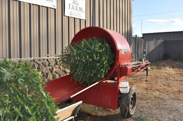 Miller Tree Farm: farm photo