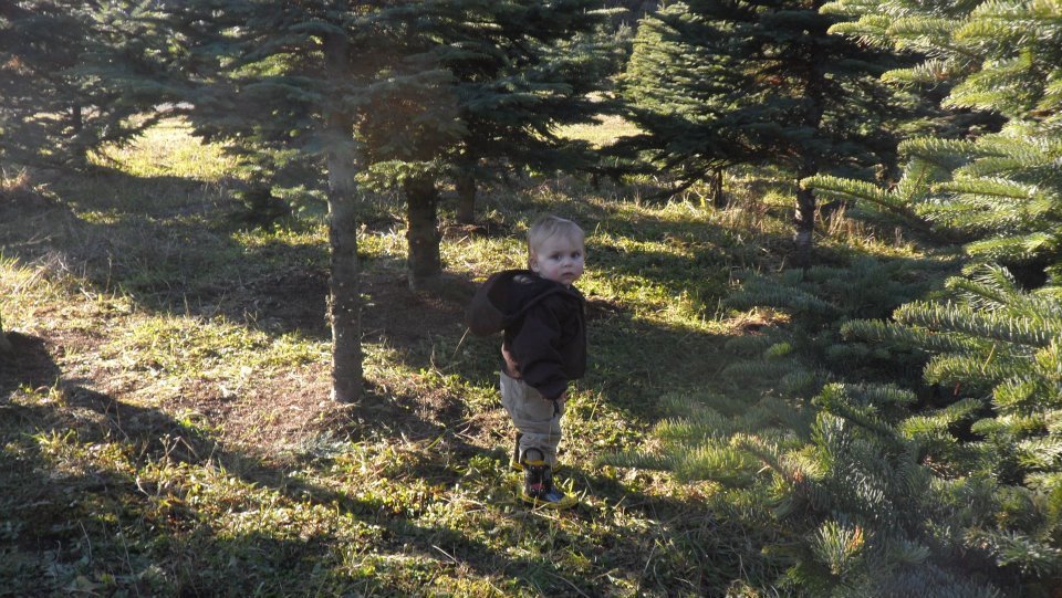 Pilchuck Secret Valley Christmas Trees: farm photo