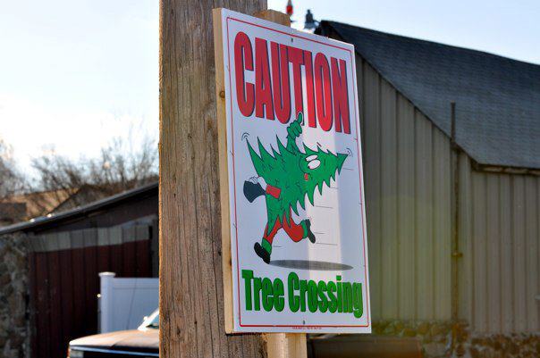 Miller Tree Farm: farm photo