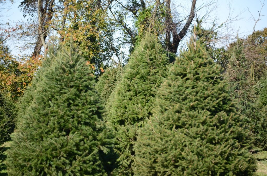 Cardinal Woods Farms: farm photo
