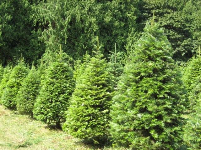 Pilchuck Secret Valley Christmas Trees: farm photo