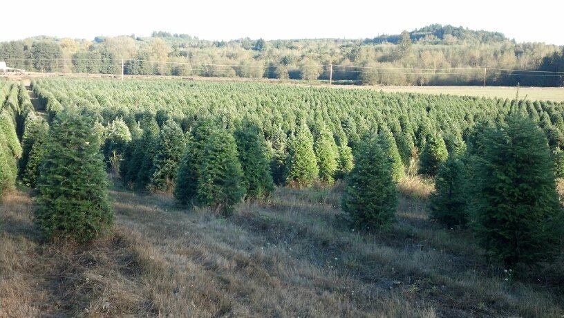 Menefees Christmas Trees East Tacoma: farm photo