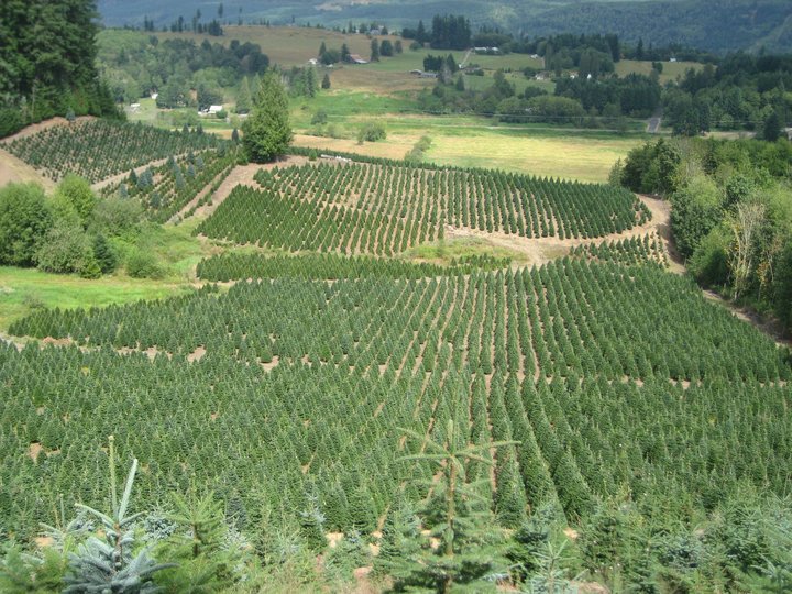 Clayton Valley Pumpkin Farm & Christmas Trees: farm photo