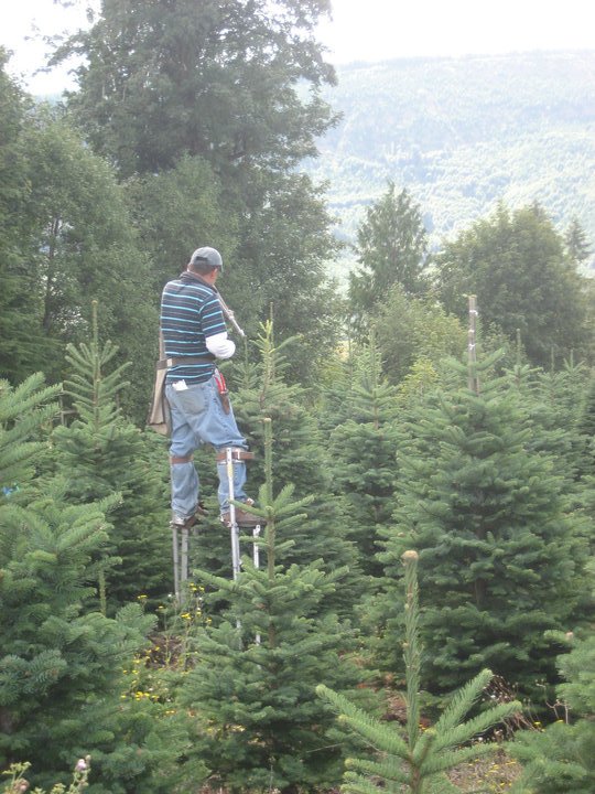 Clayton Valley Pumpkin Farm & Christmas Trees: farm photo