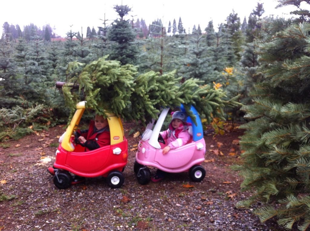 McGee Christmas Tree Farm: farm photo