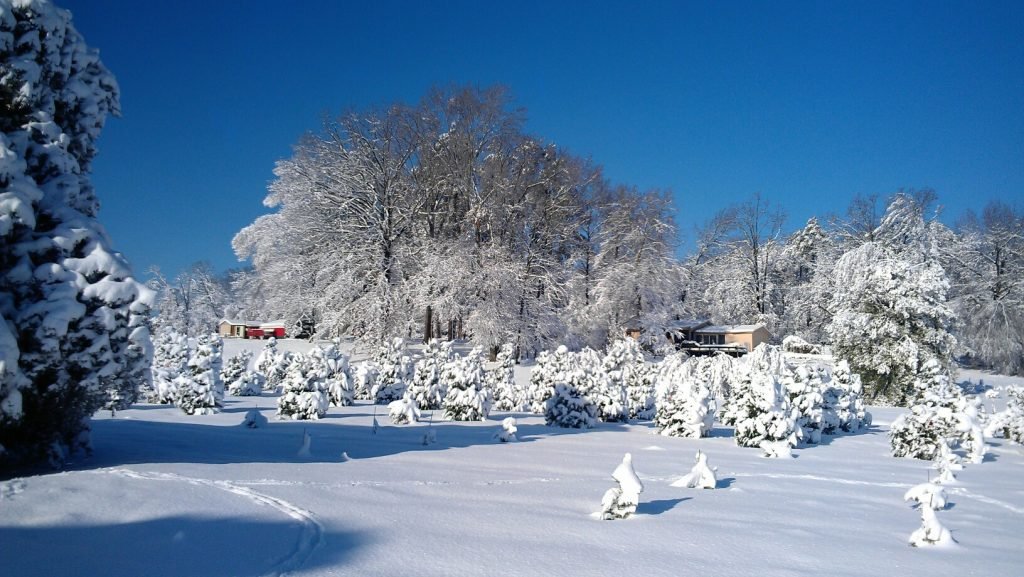 Papa Santa’s Christmas Tree Farm: farm photo