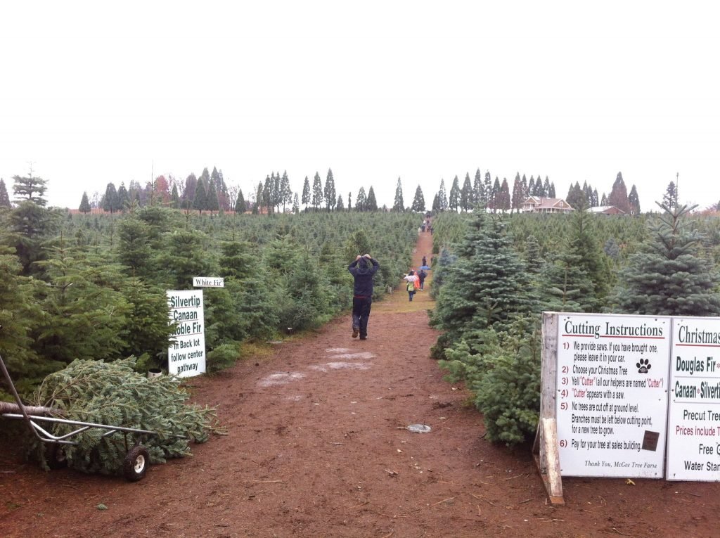 McGee Christmas Tree Farm: farm photo