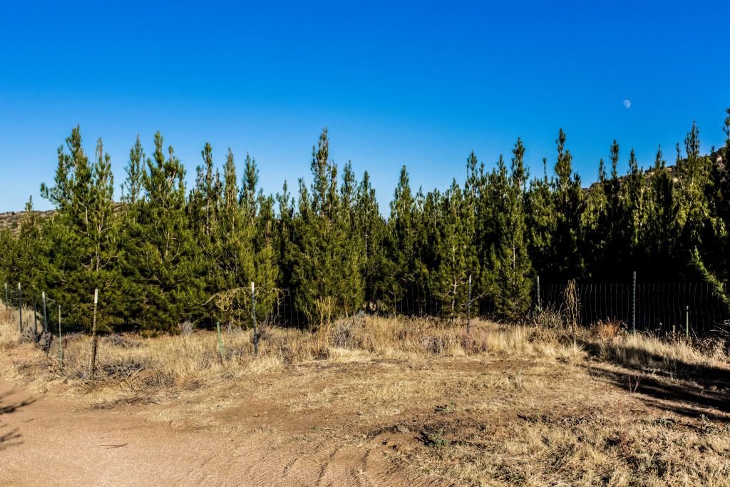 Mondell Pine Farm: farm photo