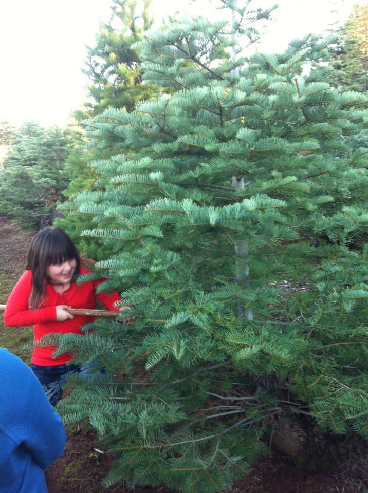 McGee Christmas Tree Farm: farm photo