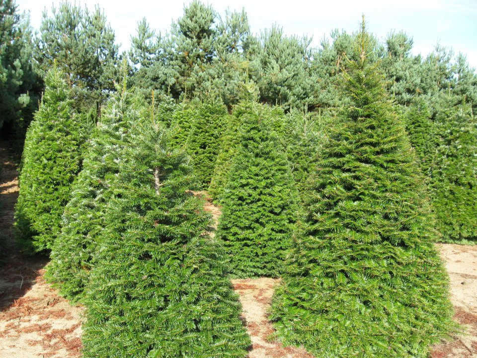 Larwick U-cut Christmas Tree Farm: farm photo