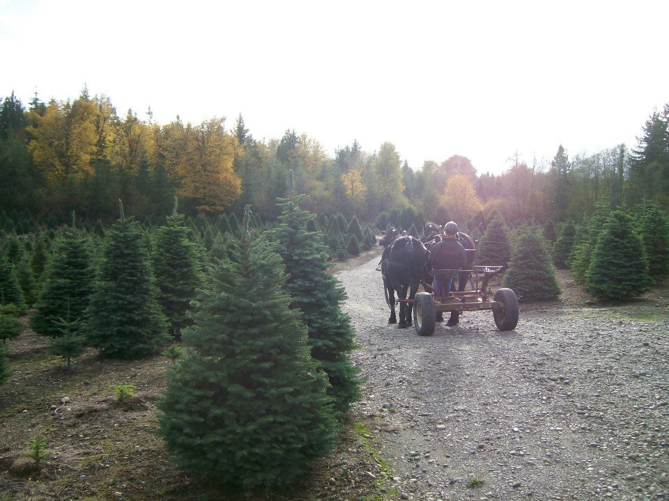 Clyde 'n Dale's Holiday Trees and Gifts: farm photo