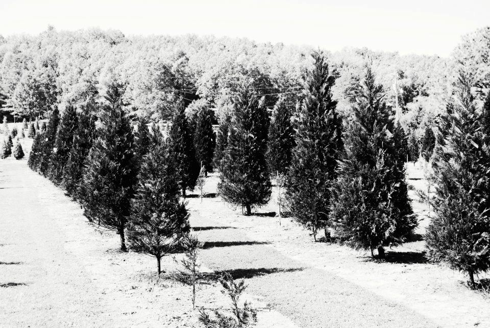 Romance Christmas Tree Farms: farm photo