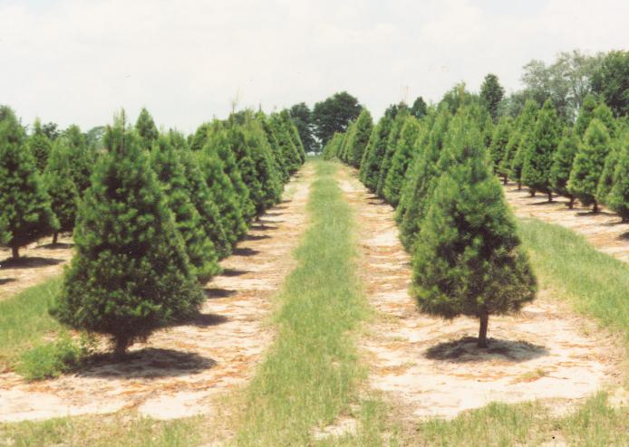 Santa’s Christmas Tree Forest: farm photo