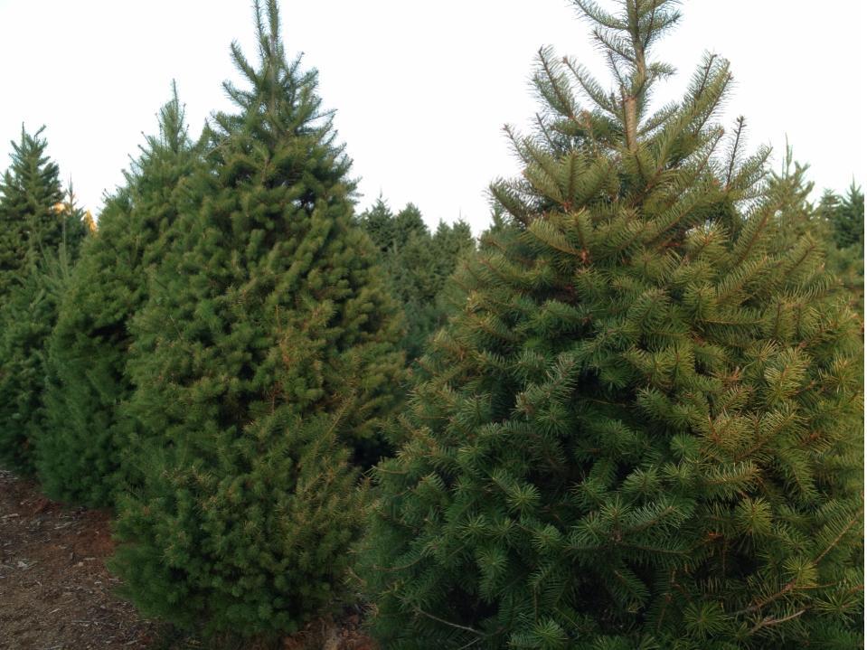 McGee Christmas Tree Farm: farm photo