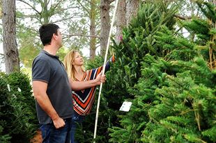 Evergreen Farms Christmas Trees: farm photo