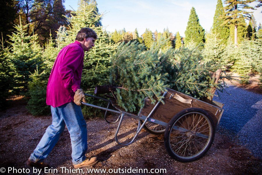 McBurney Christmas Tree Farm: farm photo