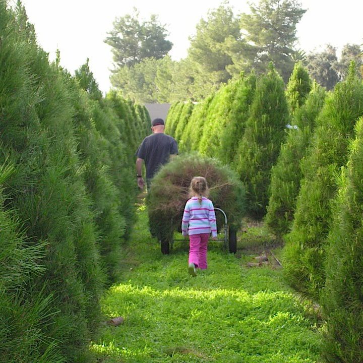 Family Christmas Tree Farm: farm photo