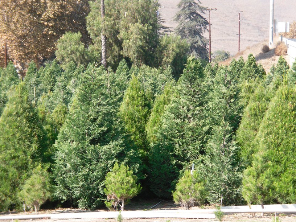 Mountain Pines Christmas Tree Farm: farm photo