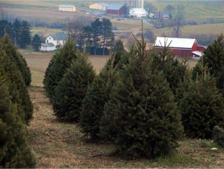 Valley View Christmas Tree Farm: farm photo