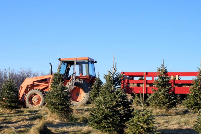 Beavers Christmas Tree Farm: farm photo