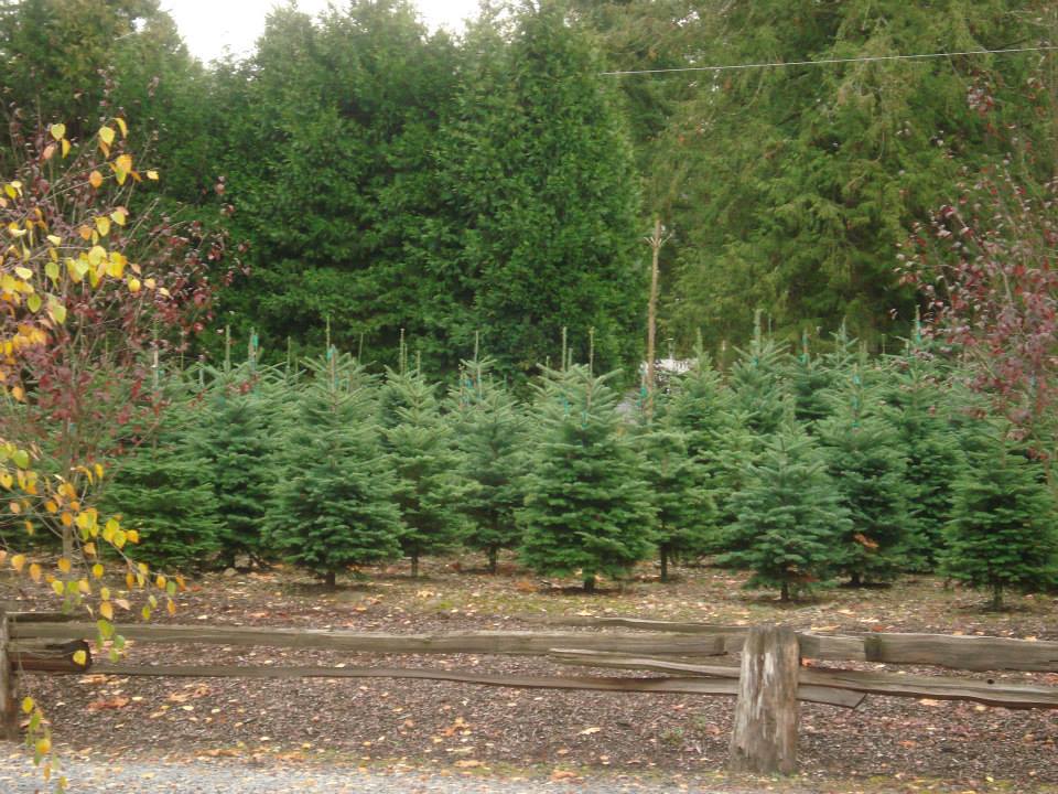 Holiday U-Cut Christmas Trees: farm photo