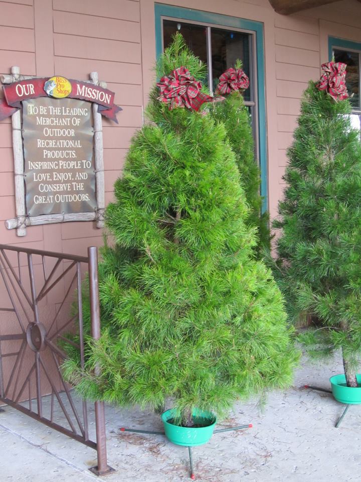Santa’s Christmas Tree Forest: farm photo