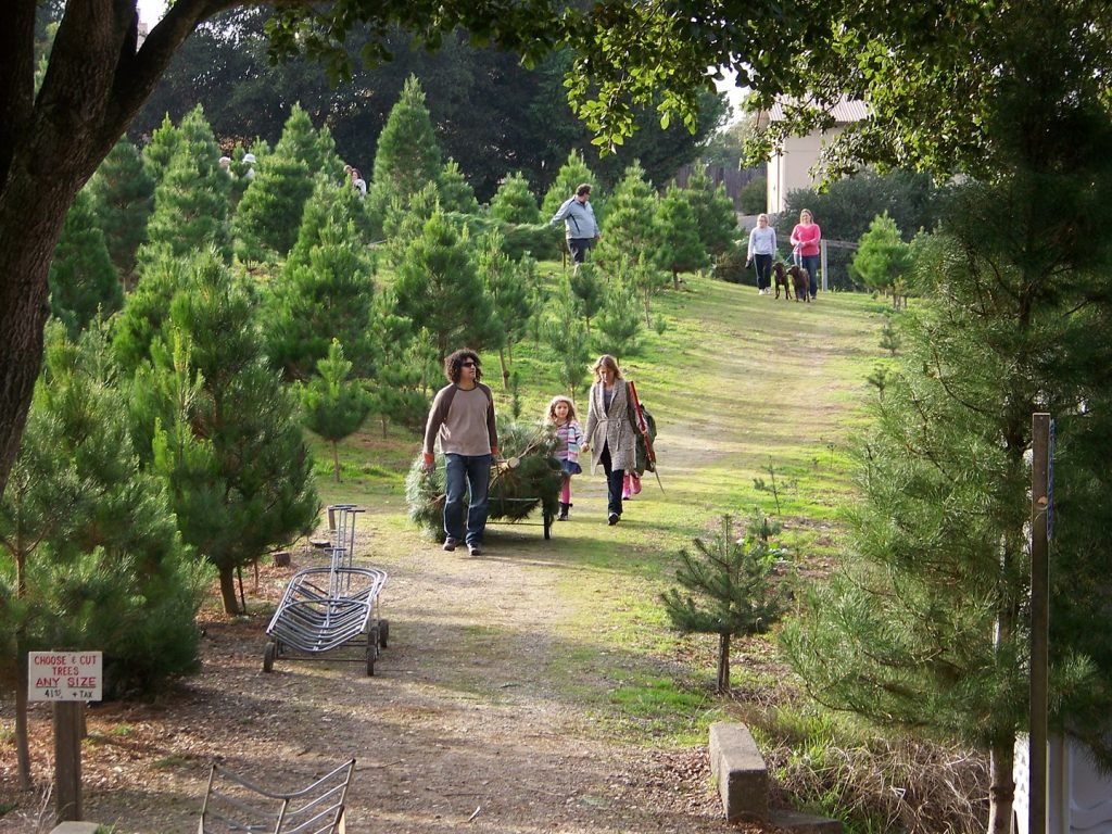 Larsen's Christmas Tree Farms: farm photo