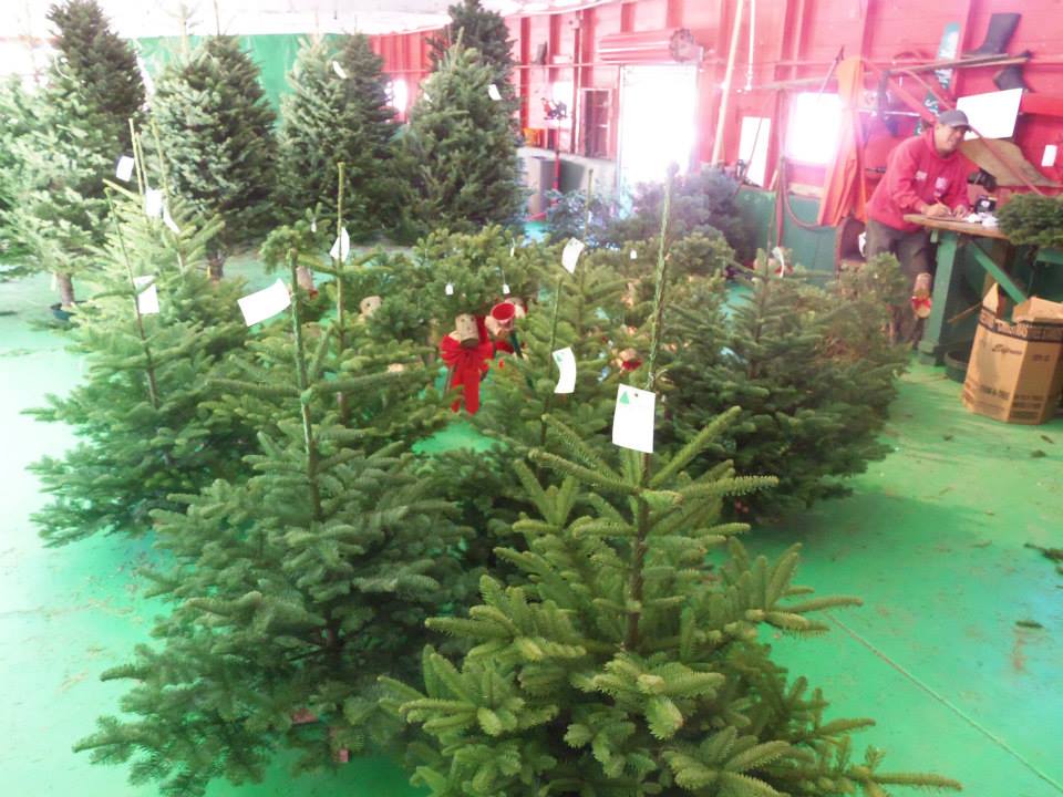 Santa's Tree Farm and Village: farm photo