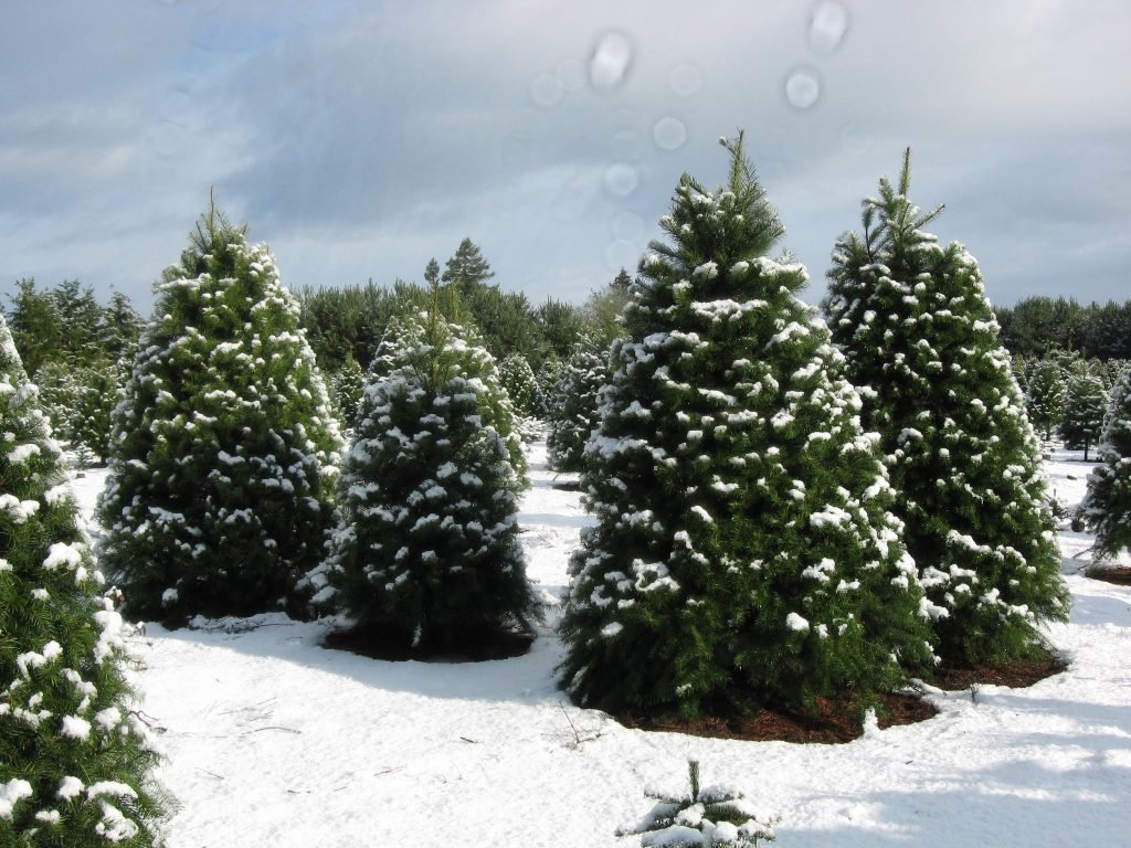 Larwick U-cut Christmas Tree Farm: farm photo