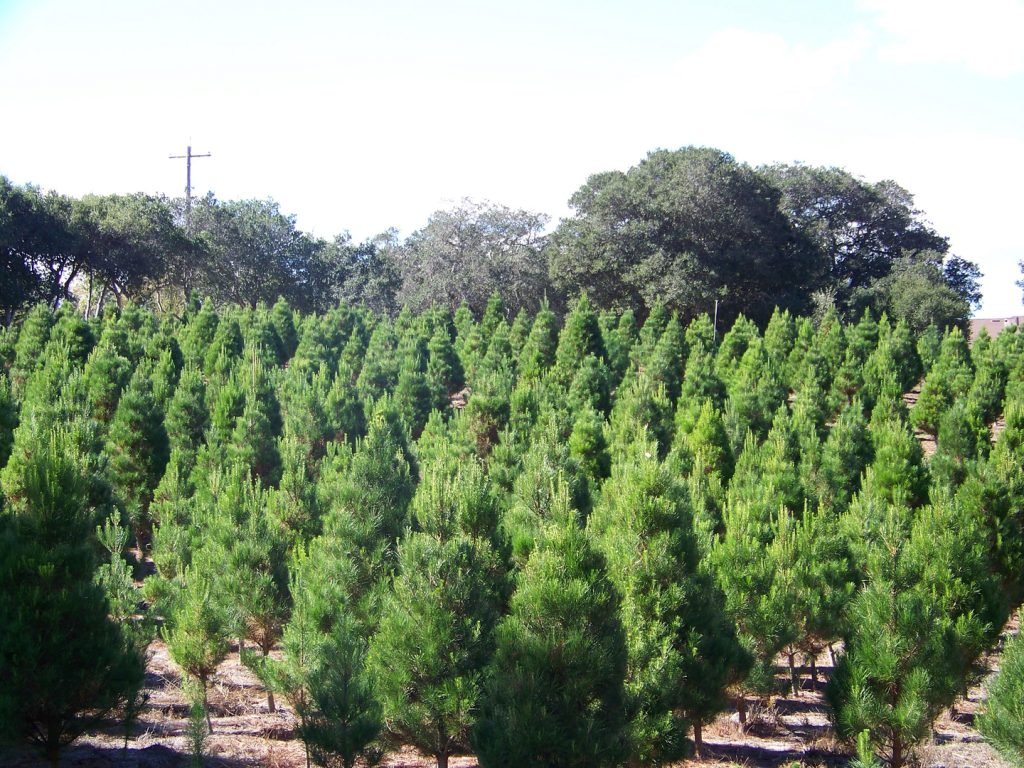 Larsen's Christmas Tree Farms: farm photo