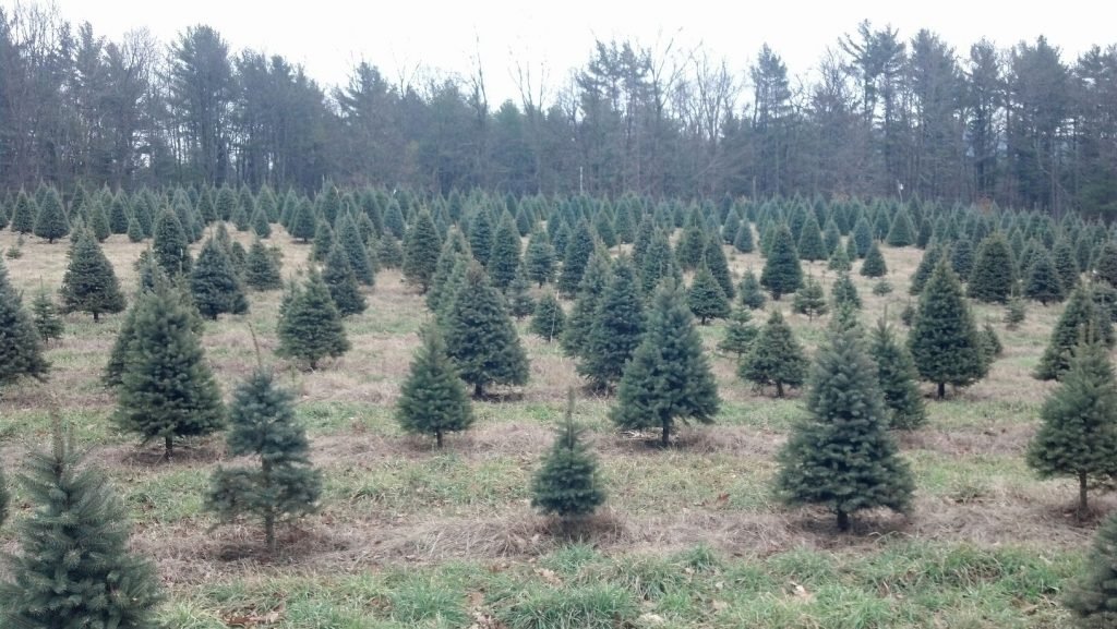 Bailey Family Christmas Trees: farm photo