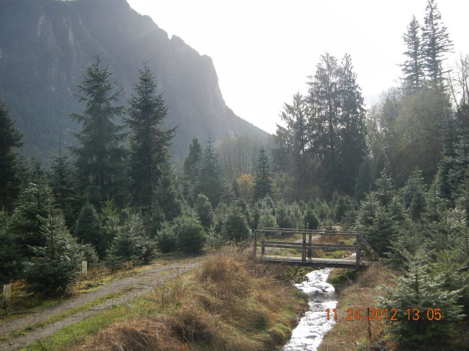 Mountain Creek Christmas Tree Farm: farm photo