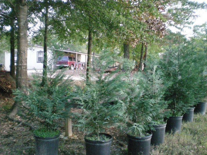 Muddy Creek Christmas Tree Farm: farm photo