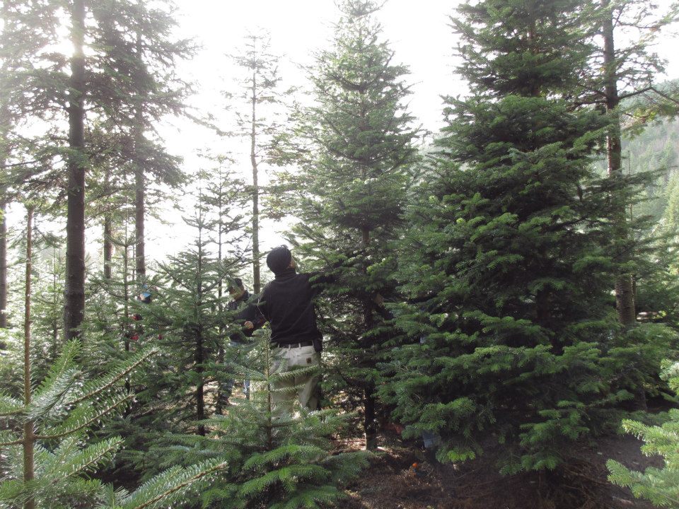 Mountain Creek Christmas Tree Farm: farm photo