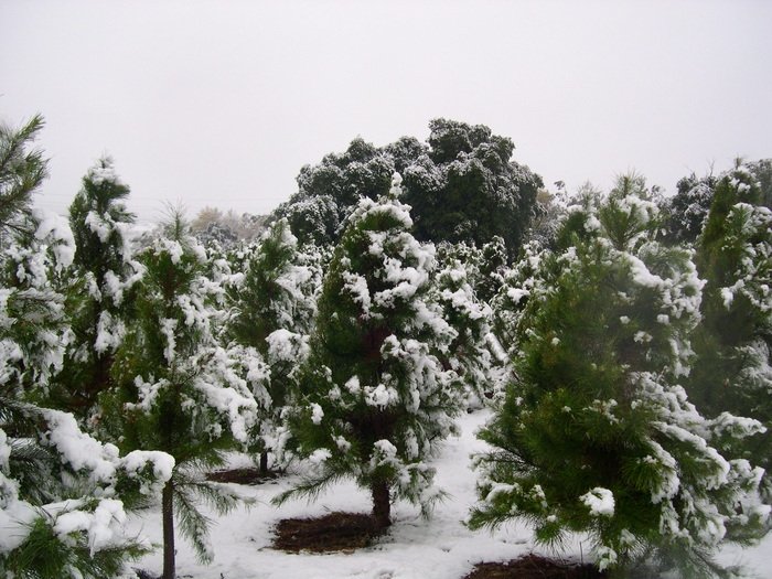 Wickerd Farm: farm photo