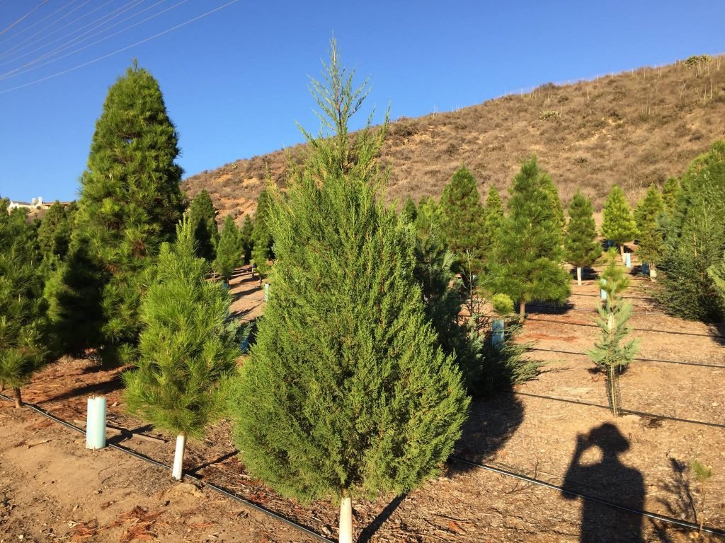 Christmas Ranch Tree Farms – Thousand Oaks: farm photo