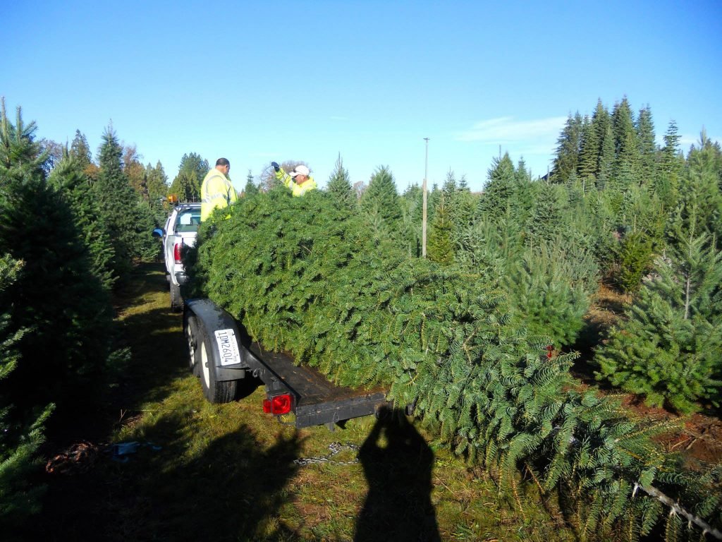 Carson Ridge Evergreens: farm photo