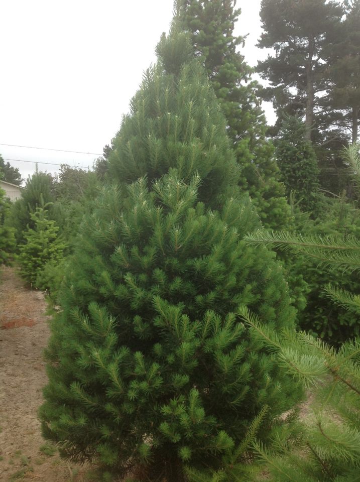 Garlock Christmas Tree Farm: farm photo