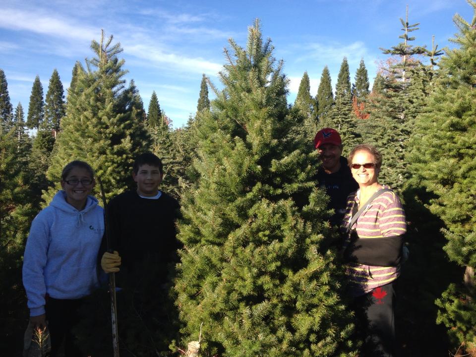 McGee Christmas Tree Farm: farm photo